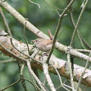 Wren with prey