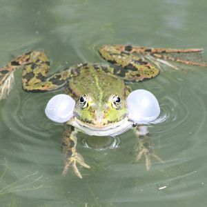 Grass frog calling
