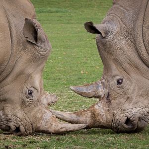 Southern white rhinoceros : Cotswold WP : 25 Oct 2014