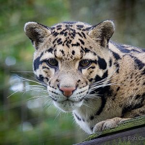 Clouded leopard : Cotswold WP : 25 Oct 2014