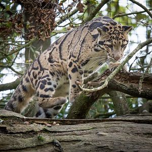 Clouded leopard : Cotswold WP : 25 Oct 2014