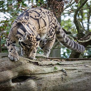 Clouded leopard : Cotswold WP : 25 Oct 2014