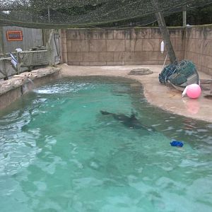 Merlin in the saltwater poll, 22nd December 2014