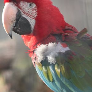 Green-winged Macaw, 22nd December 2014
