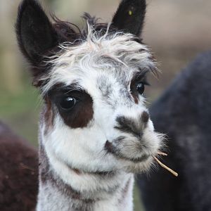 What a nice Alpaca, 22nd December 2014