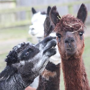 Alpacas, 22nd December 2014