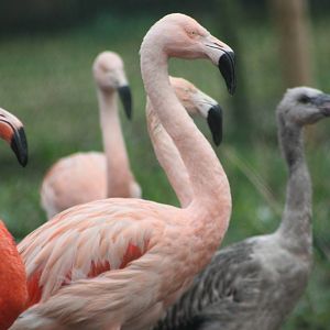 Flamingos, 22nd December 2014