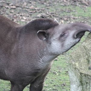 Brazilian Tapir, 22nd December 2014