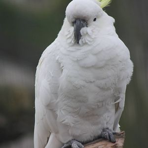 Greater Sulphur-crested Cockatoo, 22nd December 2014