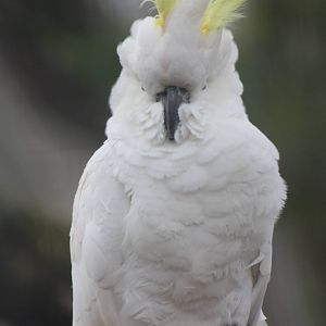 This wind is playing havoc with my crest, 22nd December 2014