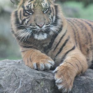 Sumatran Tiger cub, 22nd December 2014