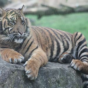 Sumatran Tiger cub, 22nd December 2014