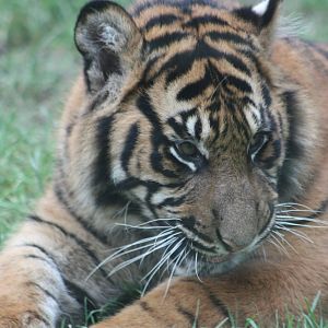 Sumatran Tiger cub, 22nd December 2014