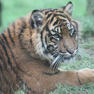 Sumatran Tiger cub, 22nd December 2014
