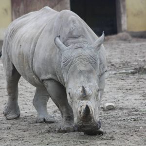 White Rhinoceros, 22nd December 2014