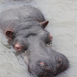 Common Hippopotamus, 22nd December 2014