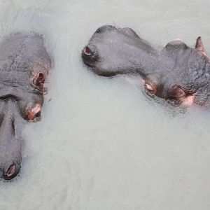 Common Hippopotamuses, 22nd December 2014