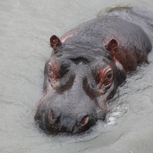 Common Hippopotamus, 22nd December 2014