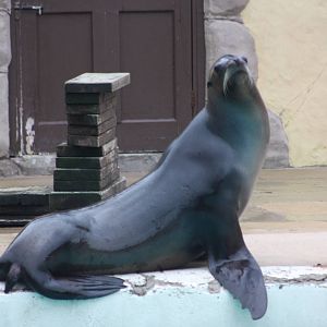 Californian Sealion, 22nd December 2014