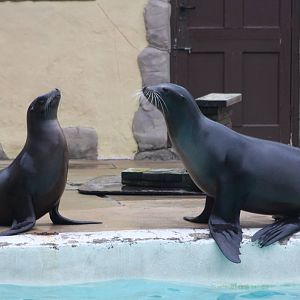 Californian Sealions, 22nd December 2014