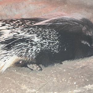 Cape Porcupines, 22nd December 2014