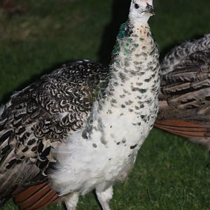 Gathering gloom, gathering Peafowl; 22nd December 2014