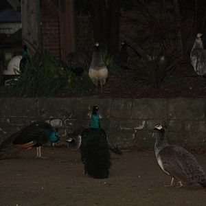 Gathering gloom, gathering Peafowl; 22nd December 2014