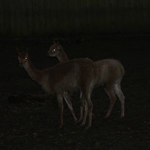 Gloomy Vicunas, 22nd December 2014