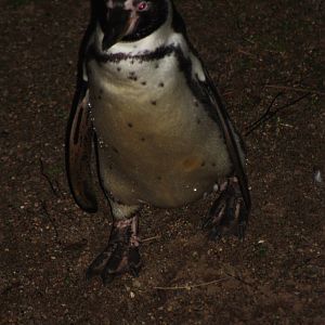 Humboldt's Penguin, 22nd December 2014