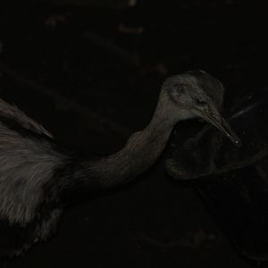 Greater Rhea, 22nd December 2014