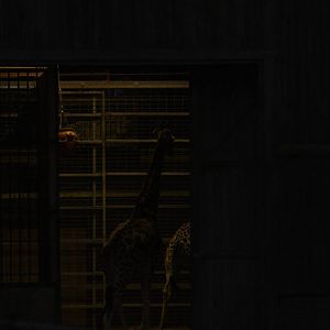 Dusk at the Giraffe House (hybrids), 22nd December 2014