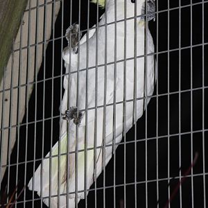 Greater Sulphur-crested Cockatoo, 22nd December 2014