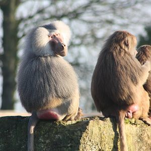 Hamadryas Baboons, 27th December 2014