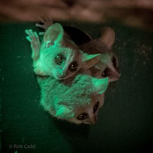 Grey mouse lemur : Cotswold WP : 25 Oct 2014