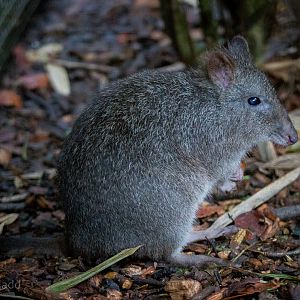 Long-nosed potoroo : Cotswold WP : 25 Oct 2014