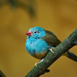 Uraeginthus cyanocephalus