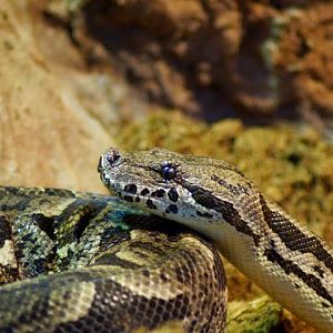 Acrantophis dumerili