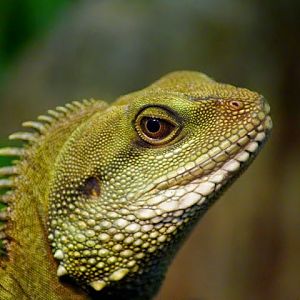 Physignathus cocincinus