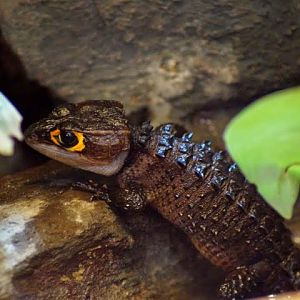 Tribolonotus gracilis