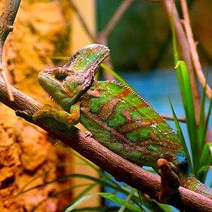 Chamaeleo calyptratus