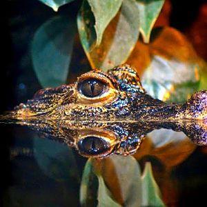 Osteolaemus tetraspis