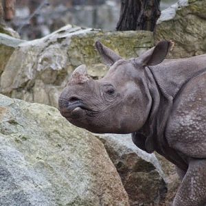 Rhinoceros unicornis