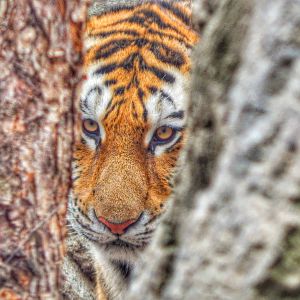 Dec. 2014 - Asia Quest - Amur Tiger