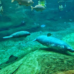 Dec. 2014 - Manatee Coast - Stubby + Cadbury