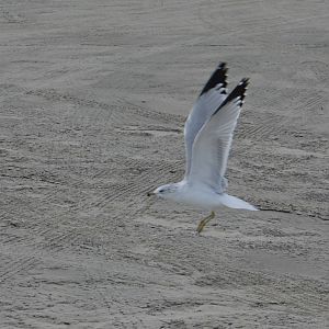Ring-billed gull, Galveston