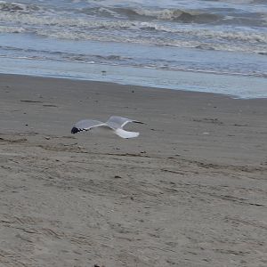 Laughing gull, Galveston
