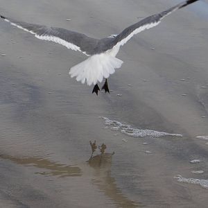 Laughing gull, Galveston
