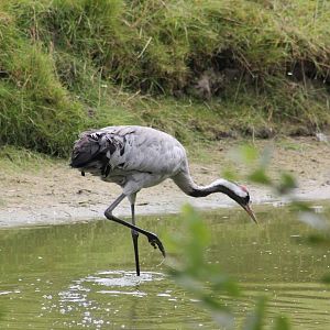 European crane