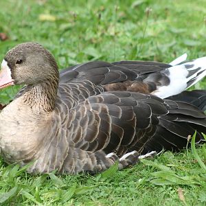 White-fronted goose