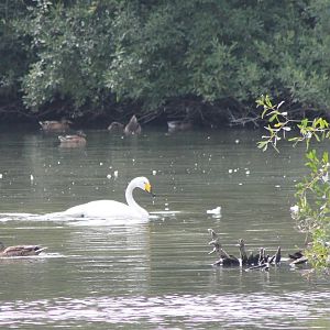 Whooper swan